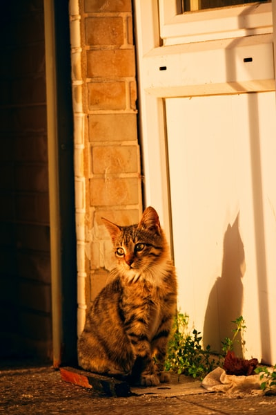 Brown spots on the window of a cat
